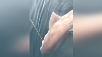 Çanakkale Boğazı’nda ”dev” köpek balığı yakalandı