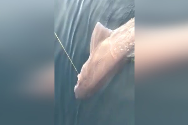 Çanakkale Boğazı’nda ”dev” köpek balığı yakalandı