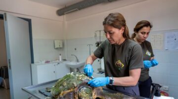 Körfez’deki yaralı Caretta caretta kurtarıldı